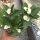Euphorbia-Hybr. White Hot Milii