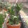 Euphorbia-Hybr. White Hot Milii