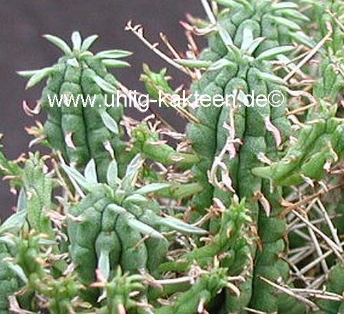 Euphorbia-Hybr. Raine