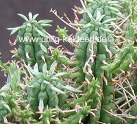 Euphorbia-Hybr. Raine
