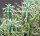 Euphorbia-Hybr. Raine
