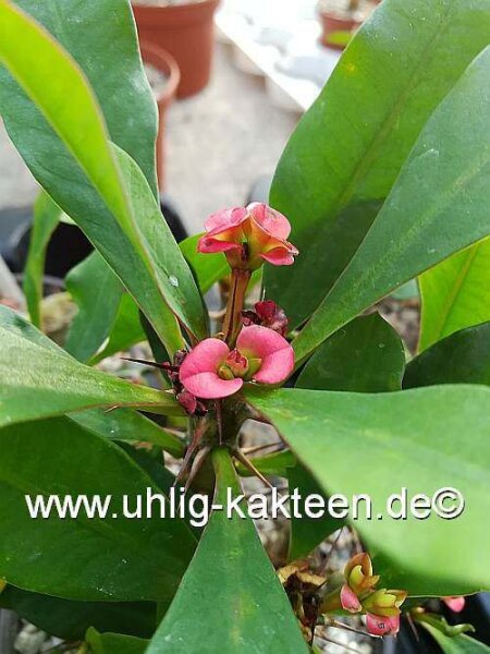 Euphorbia milii-Hybr.