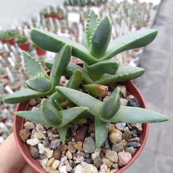 Faucaria felina