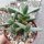 Faucaria felina