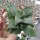 Faucaria felina