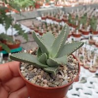 Faucaria tigrina