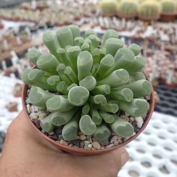 Fenestraria aurantiaca f. rhopalophylla