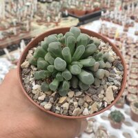 Fenestraria aurantiaca f. rhopalophylla