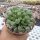 Fenestraria aurantiaca f. rhopalophylla