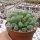 Fenestraria aurantiaca f. rhopalophylla