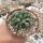Fenestraria aurantiaca f. rhopalophylla