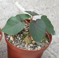 Ficus petiolaris