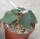 Ficus petiolaris