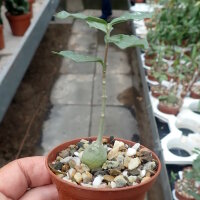 Fockea edulis