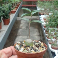 Fockea edulis