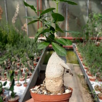 Fockea edulis
