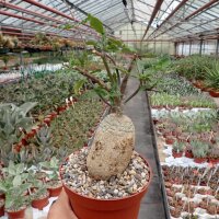 Fockea edulis