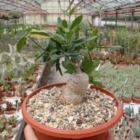Fockea edulis