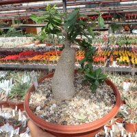 Fockea edulis