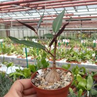 Fockea natalensis