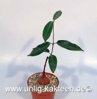 Fockea natalensis