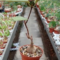 Fockea tugalensis
