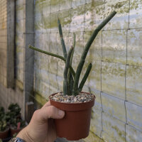 Folotsia floribunda