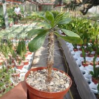 Fouquieria diguetii Mexico