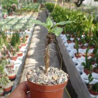 Fouquieria diguetii Mexico
