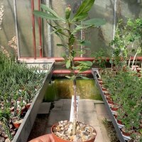 Fouquieria splendens