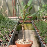 Fouquieria splendens