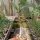 Fouquieria splendens