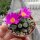 Frithia pulchra