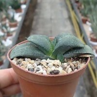Gasteria armstrongii