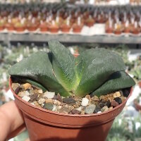 Gasteria armstrongii