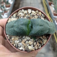Gasteria armstrongii