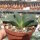 Gasteria armstrongii
