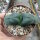 Gasteria armstrongii