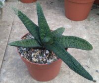 Gasteria batesiana