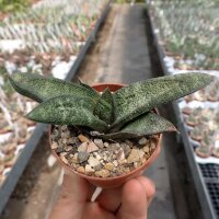 Gasteria batesiana cv. Black Bell