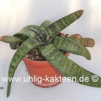 Gasteria batesiana cv. Black Bell