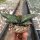 Gasteria batesiana cv. Black Bell