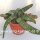 Gasteria batesiana cv. Black Bell