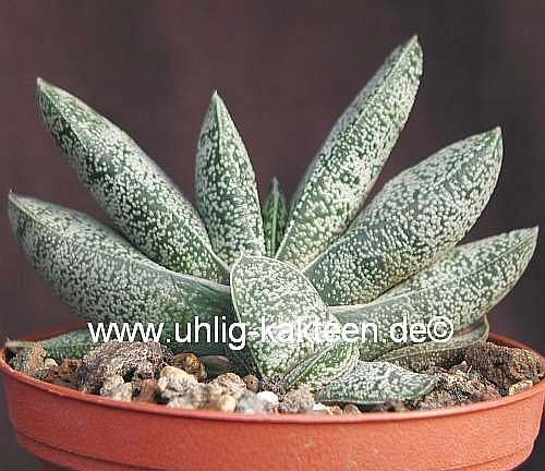 Gasteria baylissiana Zuurberg, Uitenhage