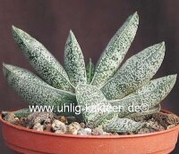 Gasteria baylissiana Zuurberg, Uitenhage