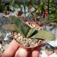 Gasteria brevifolia