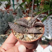 Gasteria ellaphieae