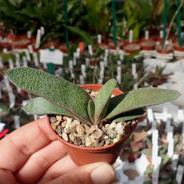 Gasteria glauca