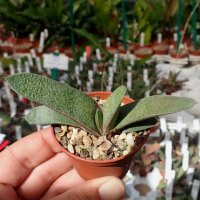 Gasteria glauca