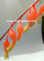 Gasteria glauca